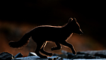 BB 13 0132 / Vulpes lagopus / Fjellrev
